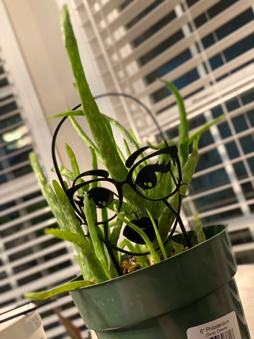 Melanin Trellis Heads