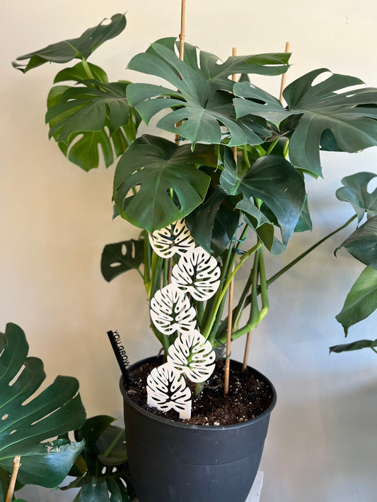 Monstera Plant Decor